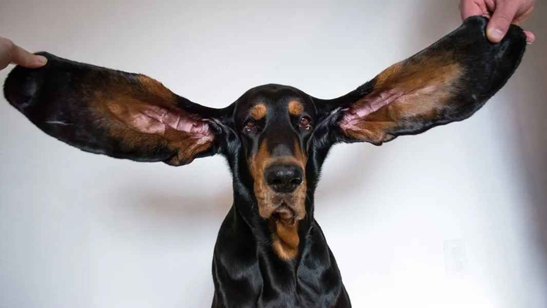 ears